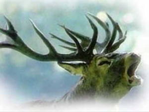 La mort du cerf