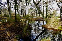 Pluies fin 2023 : Les marais de Soussans se sont fait miroirs