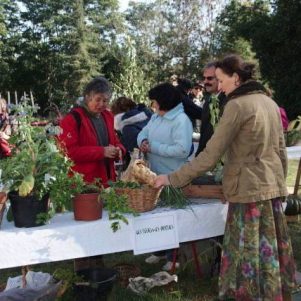 Légumes oubliés 2