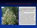Baccharis halimifolia 2