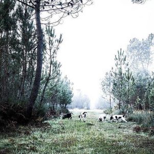 Matinée de chasse