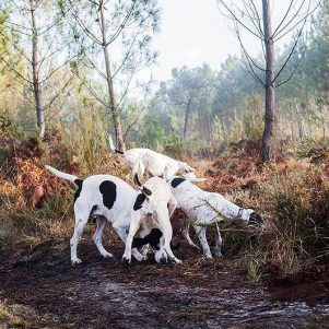 Matinée de chasse