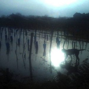 Februar im Médoc 1