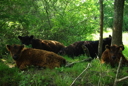 Galloways en Médoc