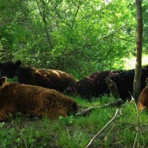 Galloways en Médoc