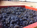 Grape picking in the Médoc