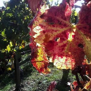 Das Médoc im Herbst (2014)