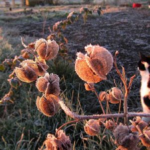 Garten winterfest