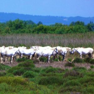 Provence et Camargue 3