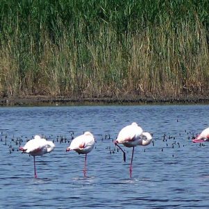 Provence et Camargue 4