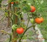 dernières tomates