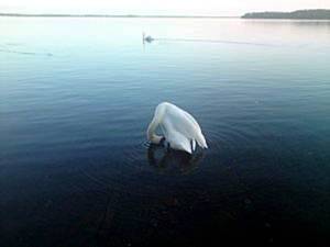 Lac du Moutchic