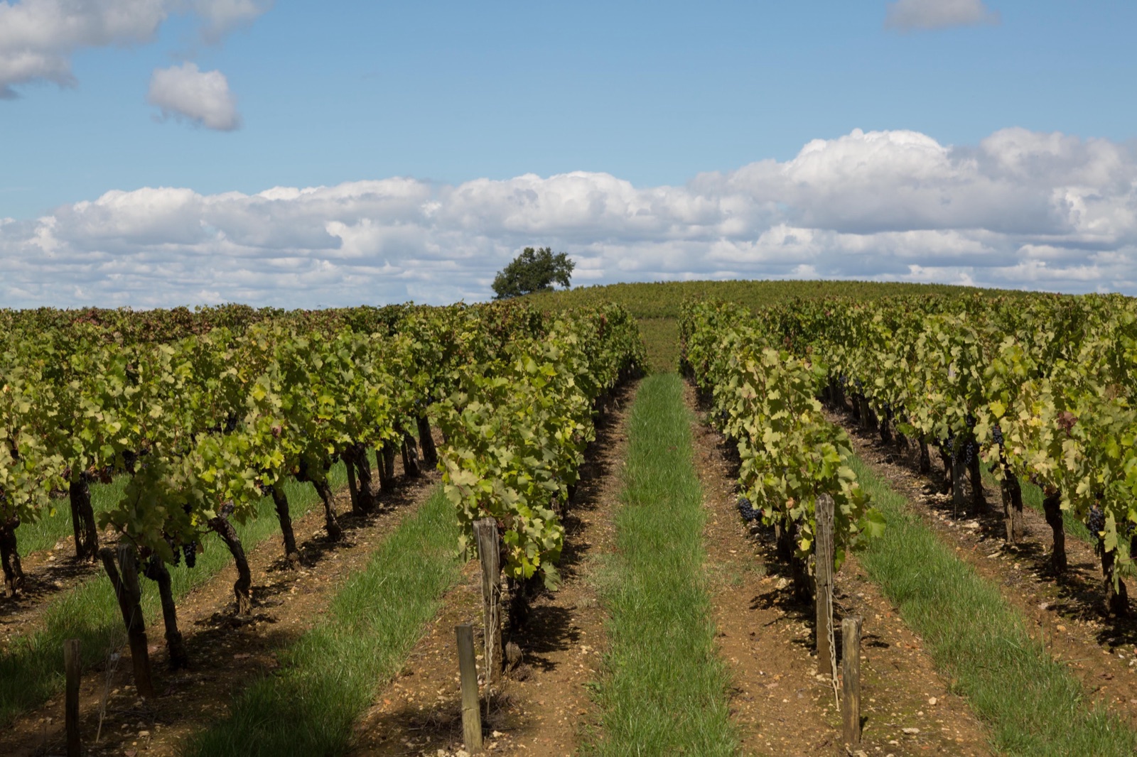 Vignes sous un ciel lumineux dans le Médoc