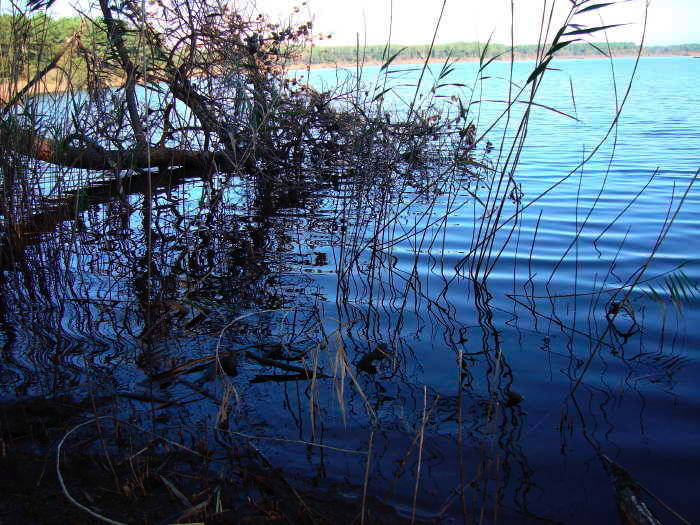 Étang de Cousseau — photographie 18