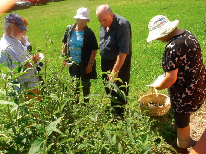 Plantes sauvages comestibles — photographie 10