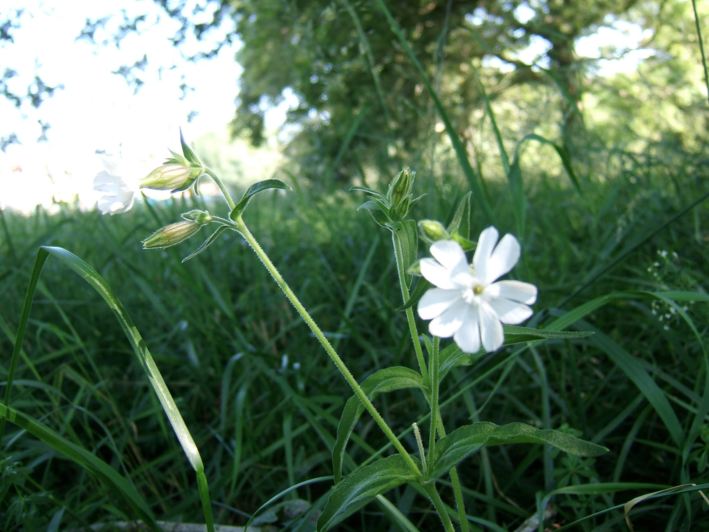 Plantes sauvages comestibles — photographie 13