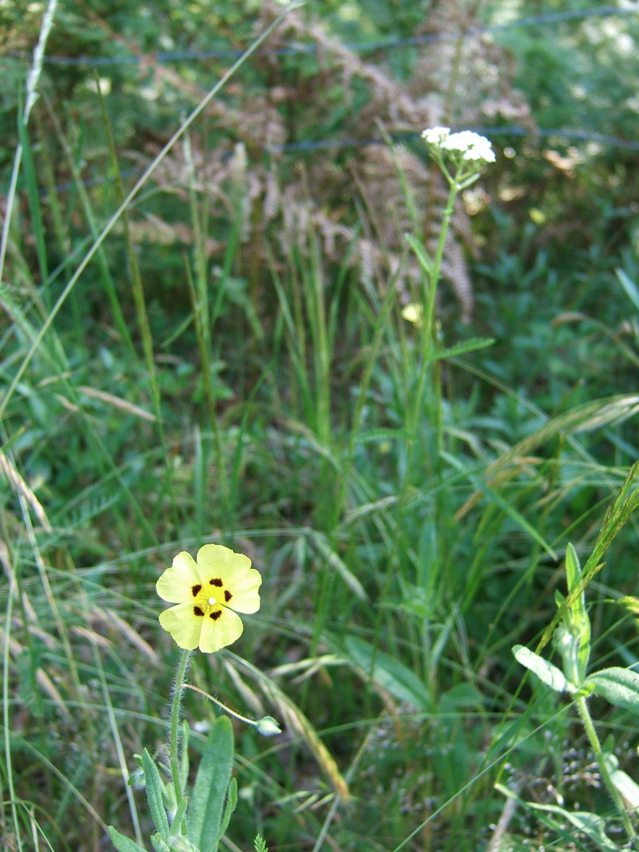 Plantes sauvages comestibles — photographie 15