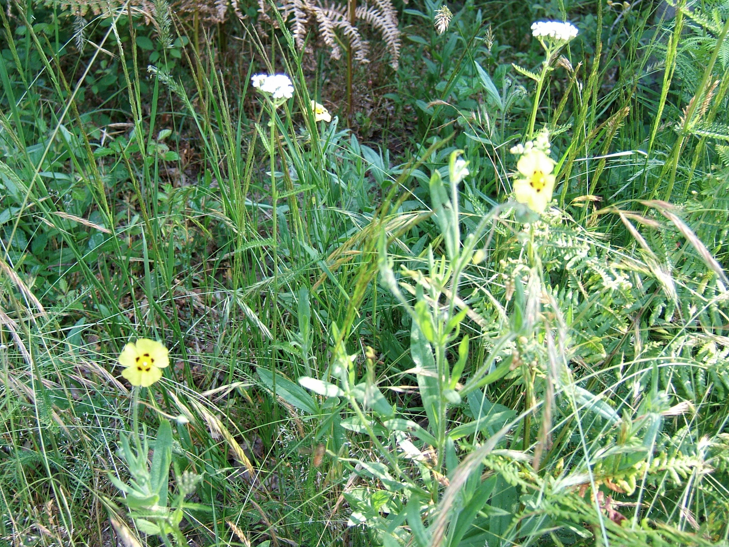 Plantes sauvages comestibles — photographie 16