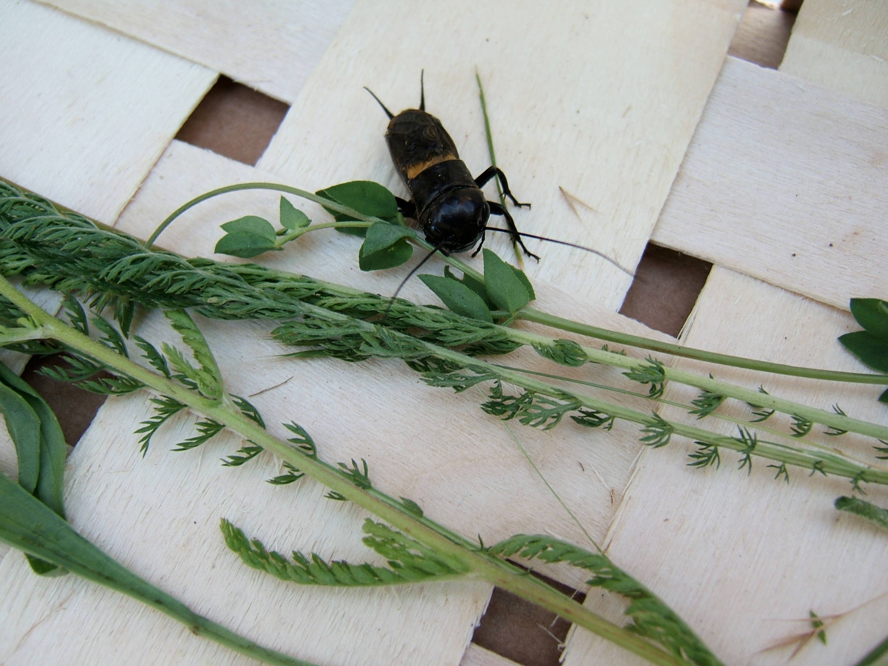 Plantes sauvages comestibles — photographie 17