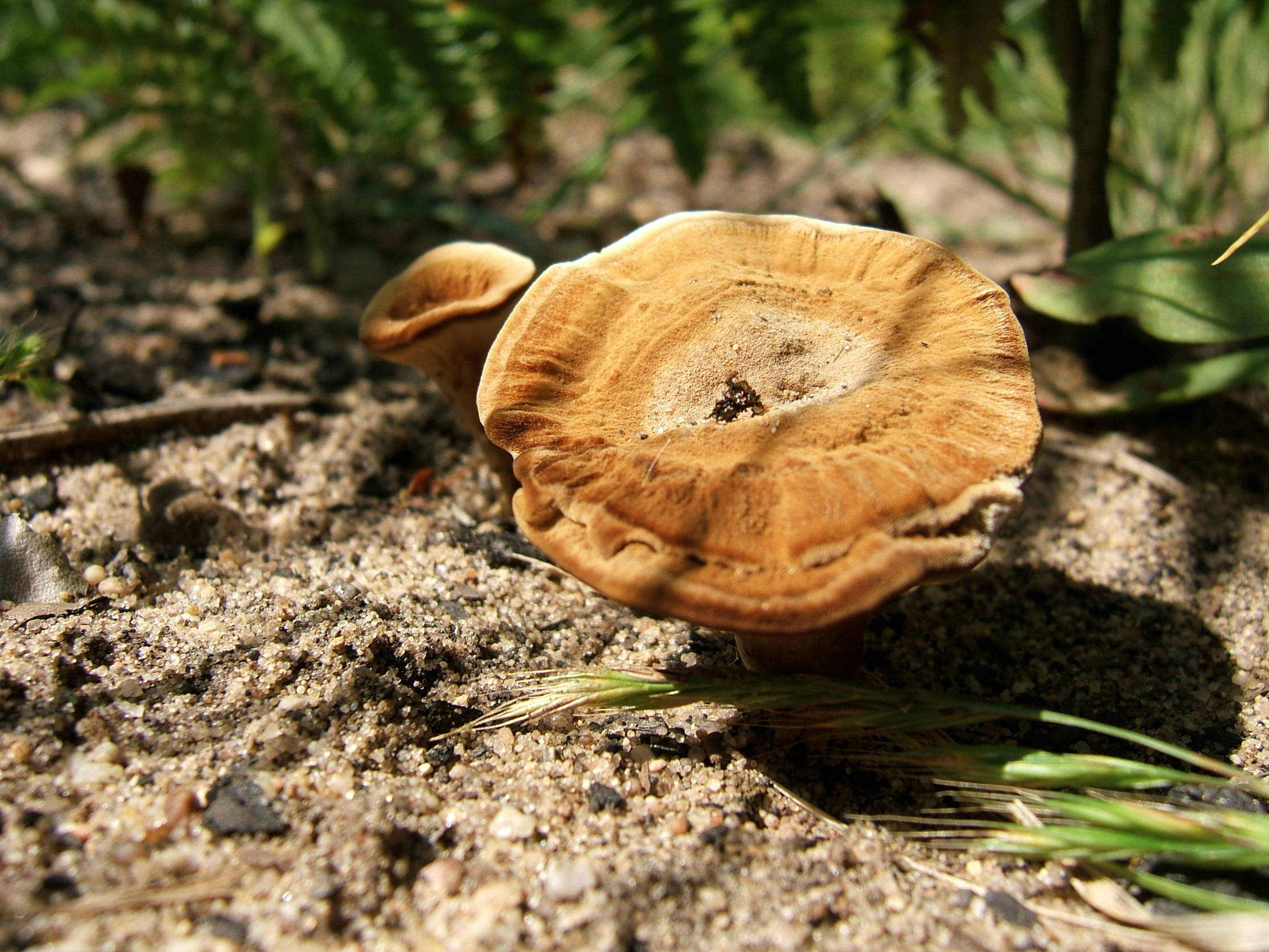 Plantes sauvages comestibles — photographie 20