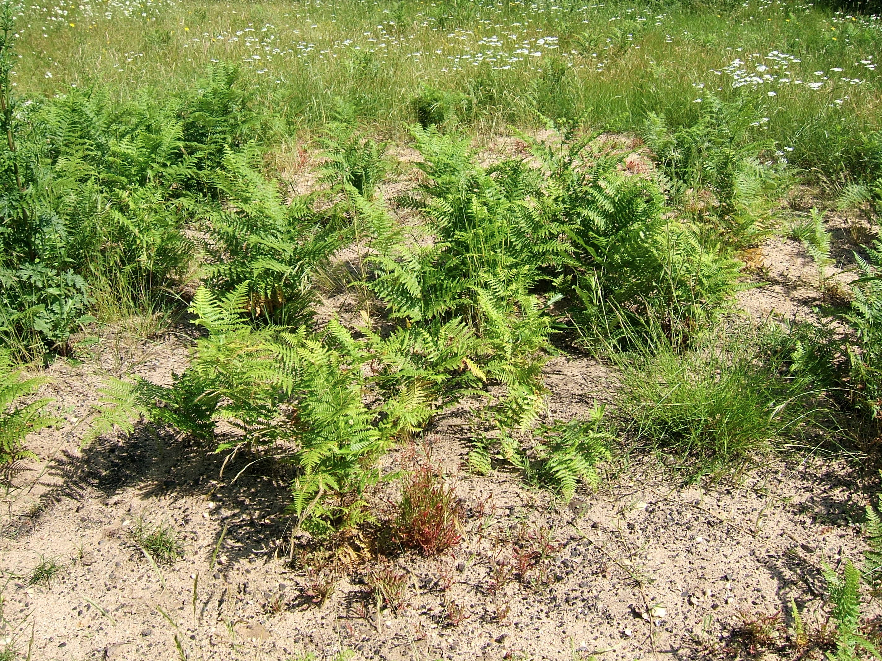 Plantes sauvages comestibles — photographie 21