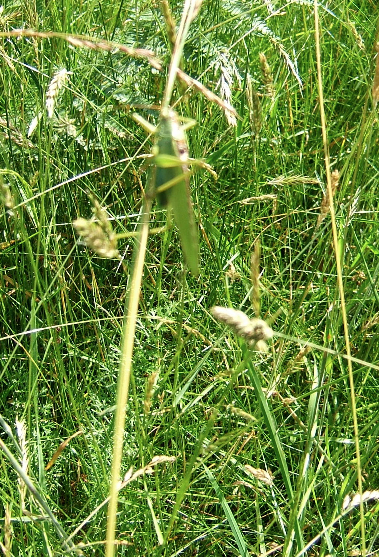 Plantes sauvages comestibles — photographie 22